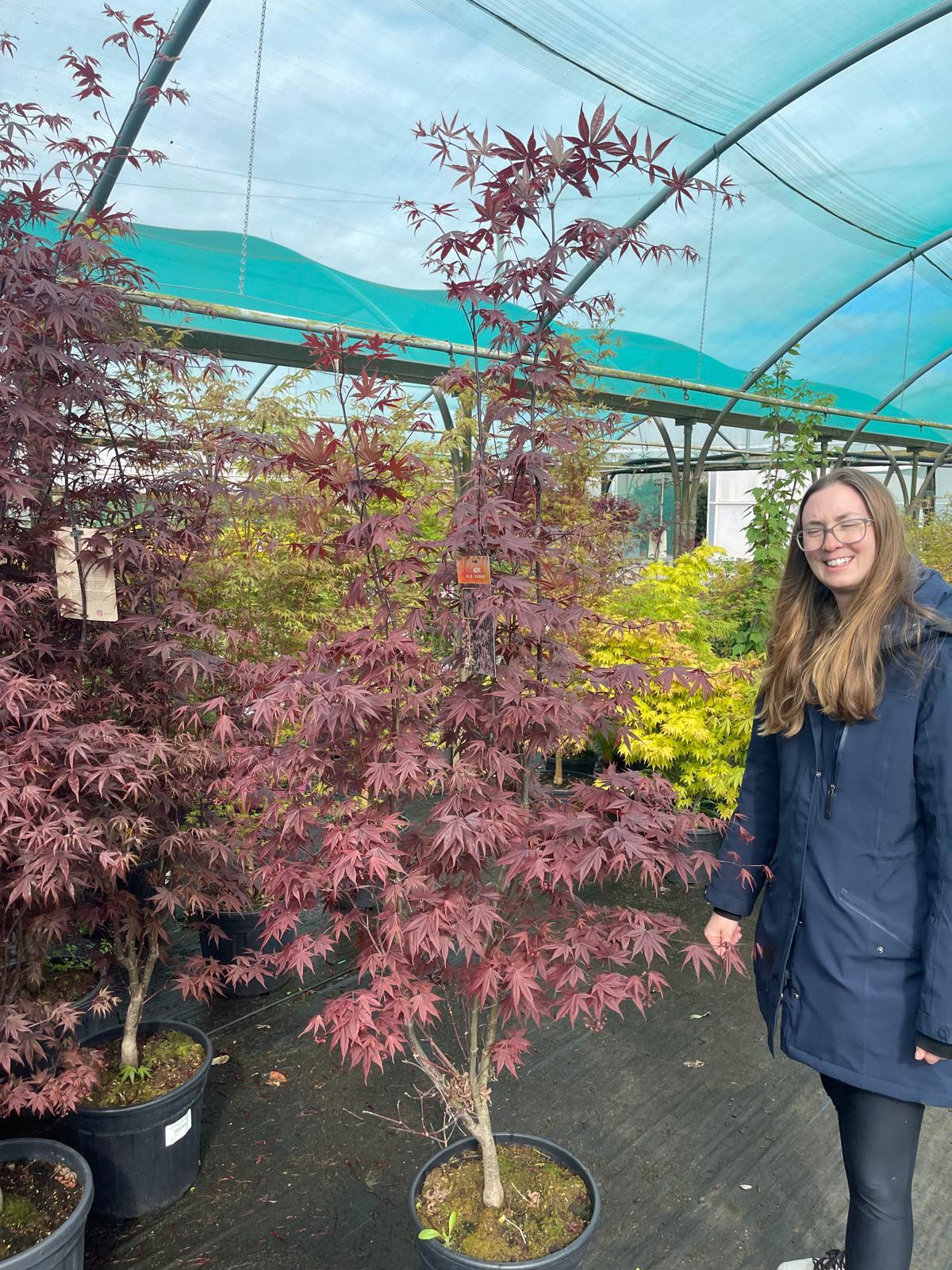 Acer Palmatum Bloodgood 25 Litre Pot