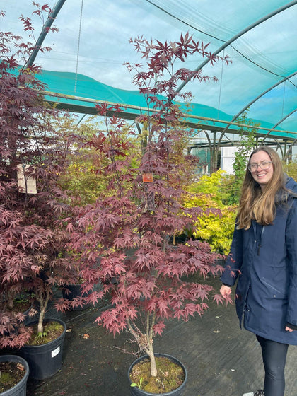 Acer Palmatum Bloodgood 25 Litre Pot