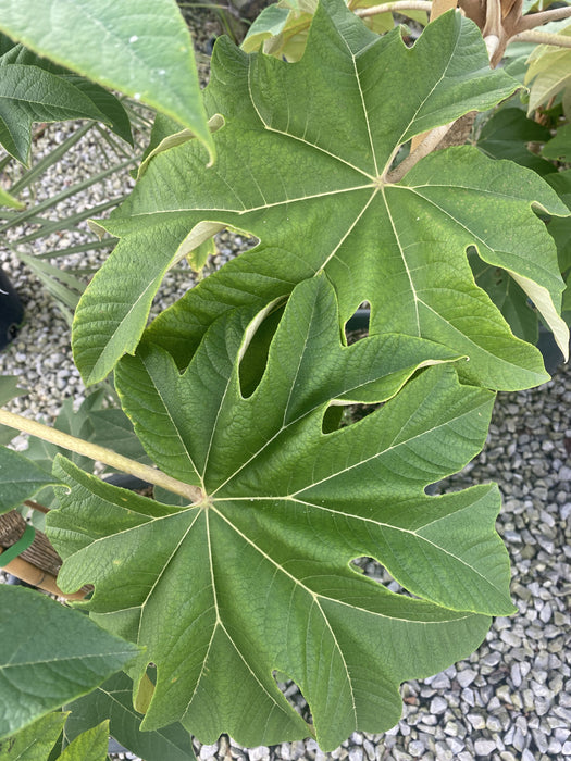 Tetrapanax Papyrifer- Rice Paper Plant 15 Litre Pot