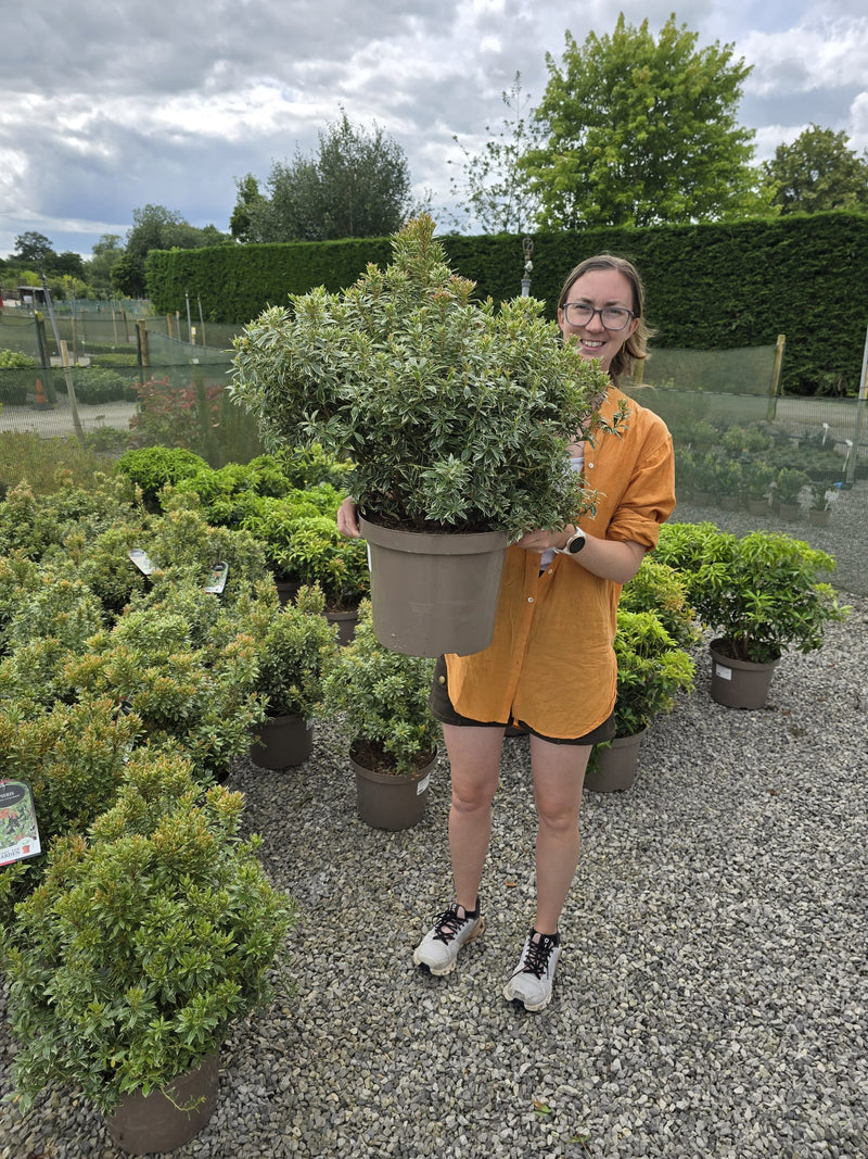 Pieris jap. Little Heath 10 Litre Pot