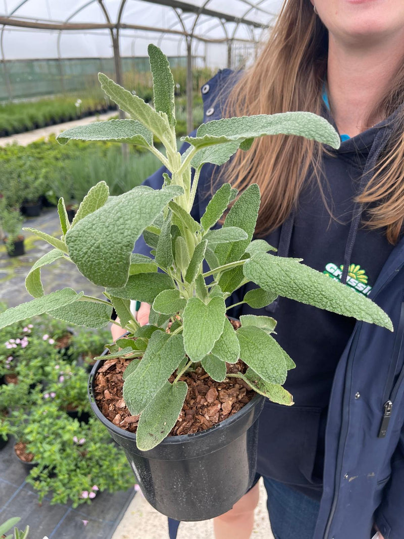 Phlomis Purpurea 3 Litre Pot