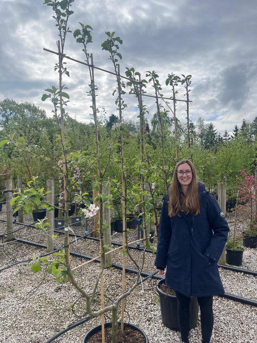 Apple Malus Jonagold 50 Litre Pot Double U frame