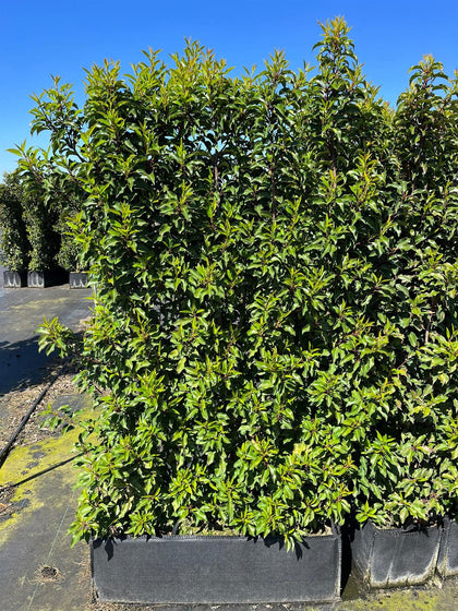 Pallet Deal Portuguese Laurel Brenelia 1.8m Tall x 1m Wide Instant Hedge Unit x 5