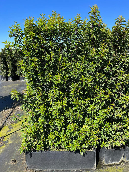 Pallet Deal Portuguese Laurel Brenelia 1.8m Tall x 1m Wide Instant Hedge Unit x 5