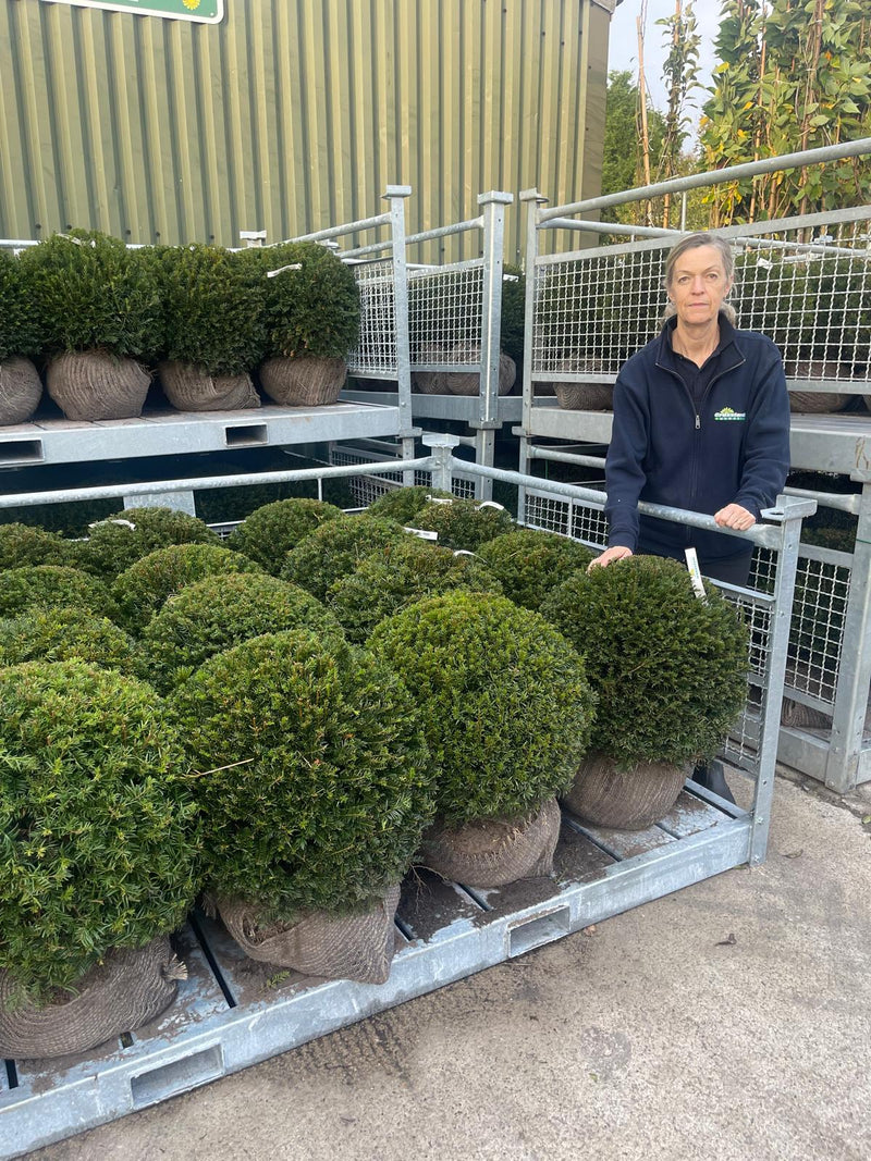 Taxus Baccata Root Ball Topairy Yew Ball 60cm
