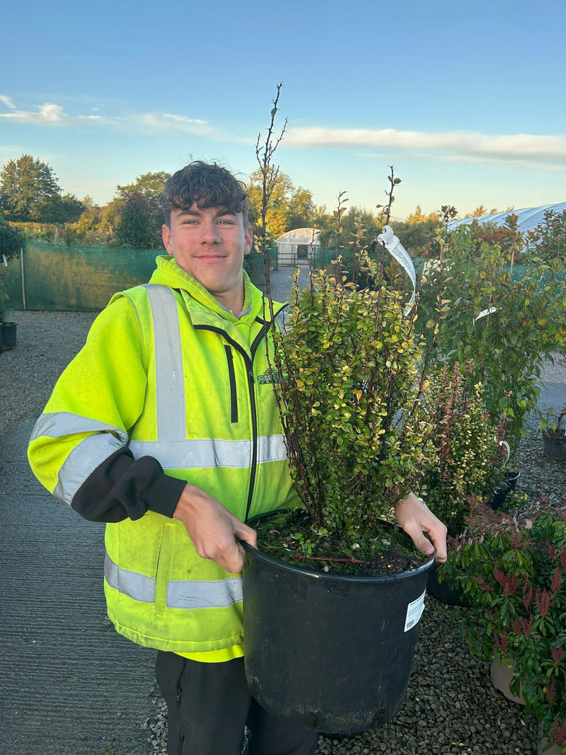 Berberis thunbergii Golden Torch 20 Litre Pot 65/70cm Tall