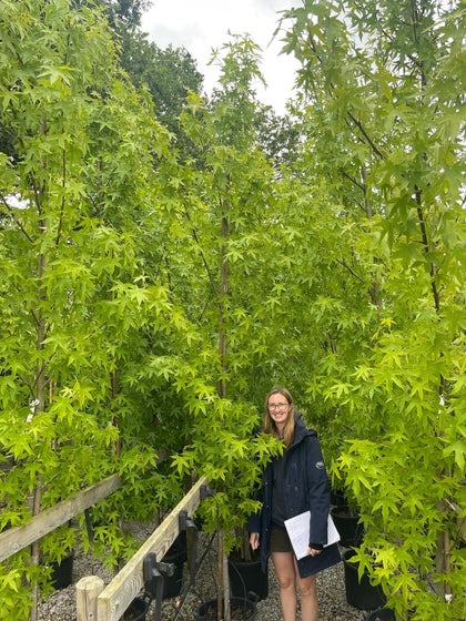 Liquidambar styraciflua 'Worplesdon' 8-10cm G, Rootballed