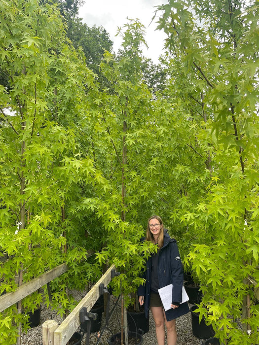 Liquidambar styraciflua 'Worplesdon' 8-10cm G, Rootballed