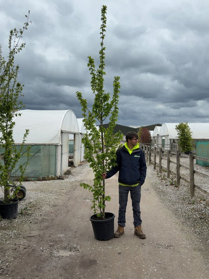 Carpinus Betulus Feathered Standard 8/10cm Girth