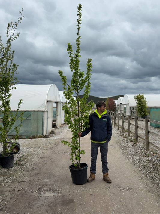 Carpinus Betulus Feathered Standard 8/10cm Girth