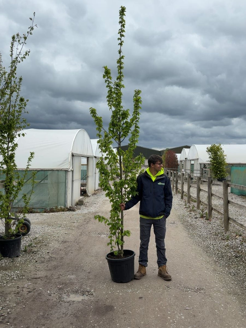 Carpinus Betulus Standard 8/10cm Girth rEADY FRO jUNE