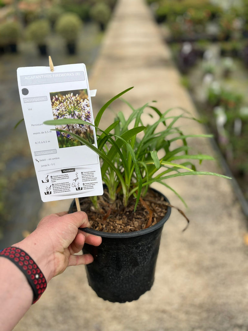Agapanthus Fireworks 4.5 Litre Pot