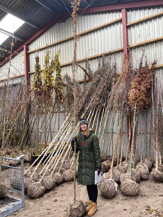 Acer Camp Red Shine 8-10cm Girth Rootballed