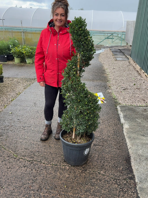 Ilex Crenata Dark Green Spiral 25 Litre 120/140cm