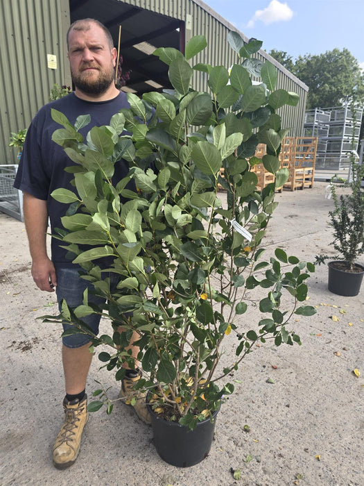 Aronia prunifolio Viking 20 Litre Pot 100/125cm