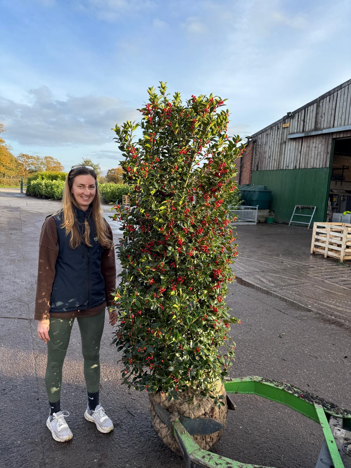 Ilex Meserveae Blue Maid Specimen 160/180cm — Grasslands Nursery
