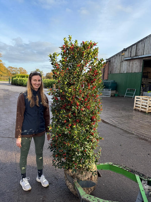 Ilex Meserveae Blue Maid Specimen 160/180cm Root Ball