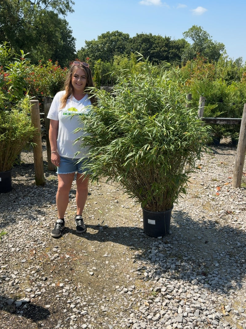 Bamboo Fargesia Formidable 18 Litre Pot