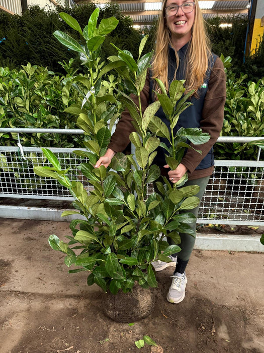 Pallet Deal Cherry Laurel Root Ball 100/120cm x 40 Jan/Feb