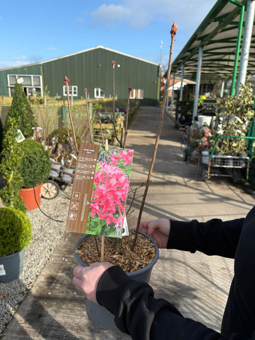 Azalea Knaphill Jolie Madame 4.5 Litre Pot