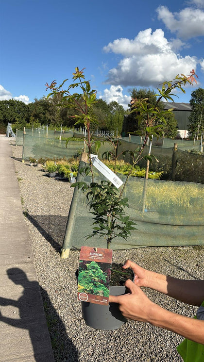Acer Palmatum Osakazuki 4 Litre Pot 40/60cm Tall
