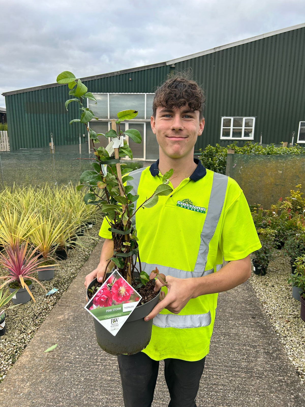 Chaenomeles speciosa Pink Storm 4 Litre Pot 40/60cm