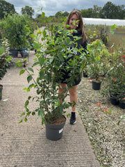 Cornus Mas 12 Litre Pot 125-150cm Tall