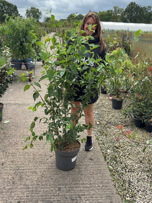 Cornus Mas 12 Litre Pot 125-150cm Tall