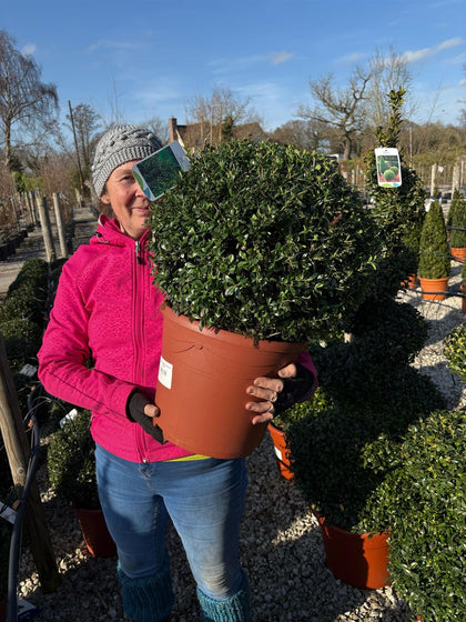 Ilex Crenata Stoke's Ball 40cm 12 Litre Pot