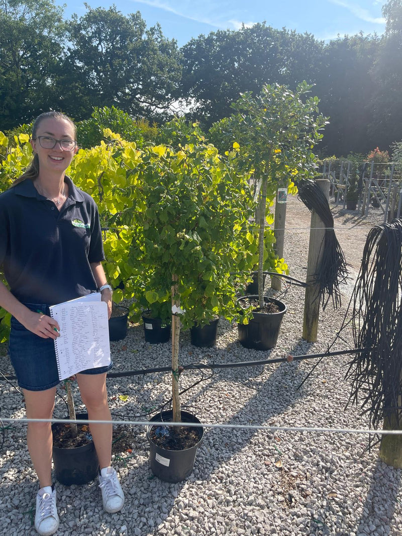 Corylus Av. Scooter 10 Litre Pot 1/2 Stndard