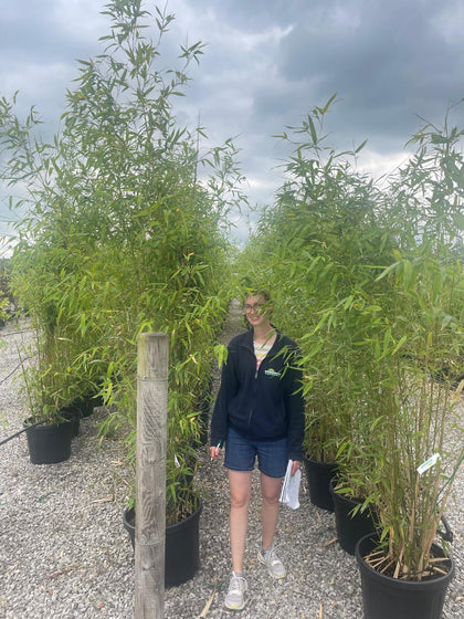 Golden Bamboo Phyllostachys Aurea 35 Litre Pot