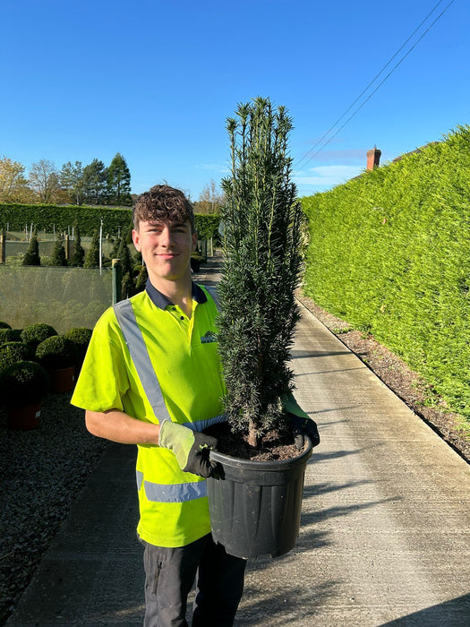 Yew Fastigiata Robusta 15 Litre Pot 100/125cm