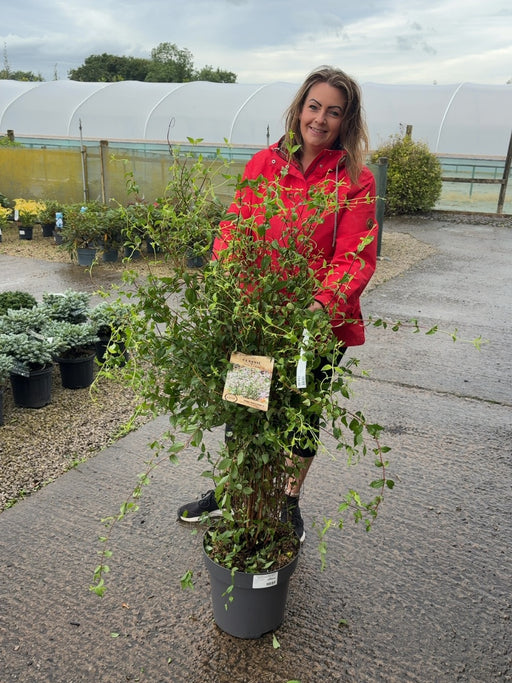 Philadelphus cor. Petite Perfume Pink 12 Litre Pot 100-125cm
