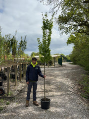 Carpinus Bet Frans Fontaine 8/10cm Girth Pre Order/Ready For June