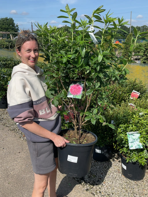 Azalea Knaphill Homebush 20 Litre Pot