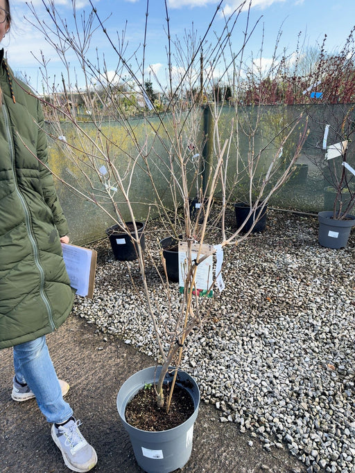Cornus Kousa China Girl 12  Litre Pot 80/100cm Tall