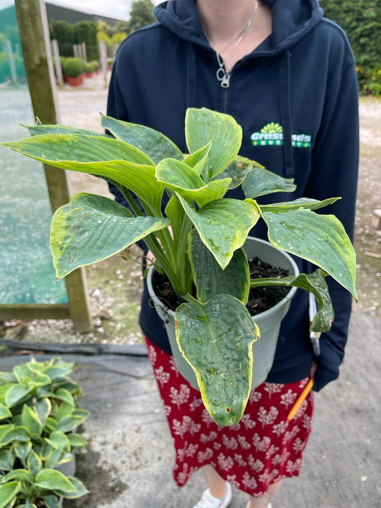 Hosta Frances Williams 3 Litre Pot