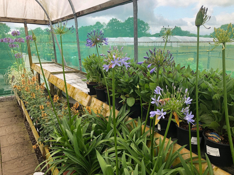 Agapanthus African Blue 5 Litre Pot