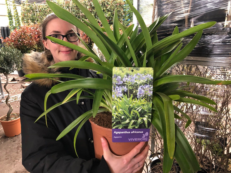 Agapanthus African Blue 5 Litre Pot