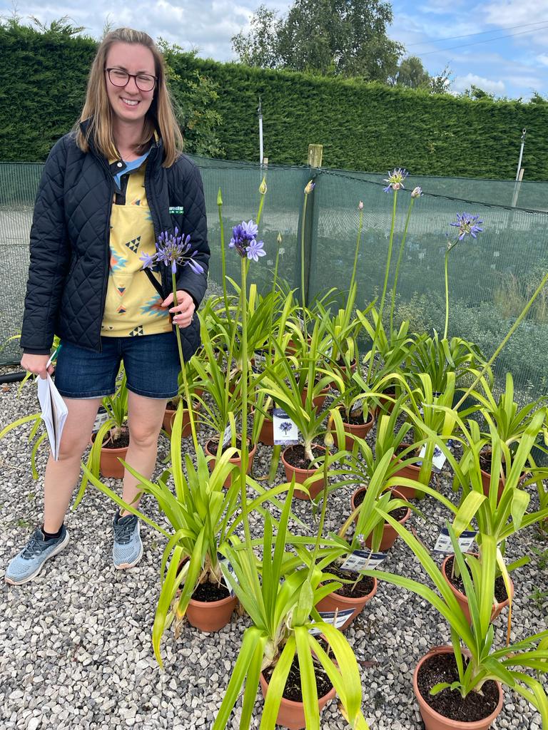 Agapanthus African Blue 5 Litre Pot