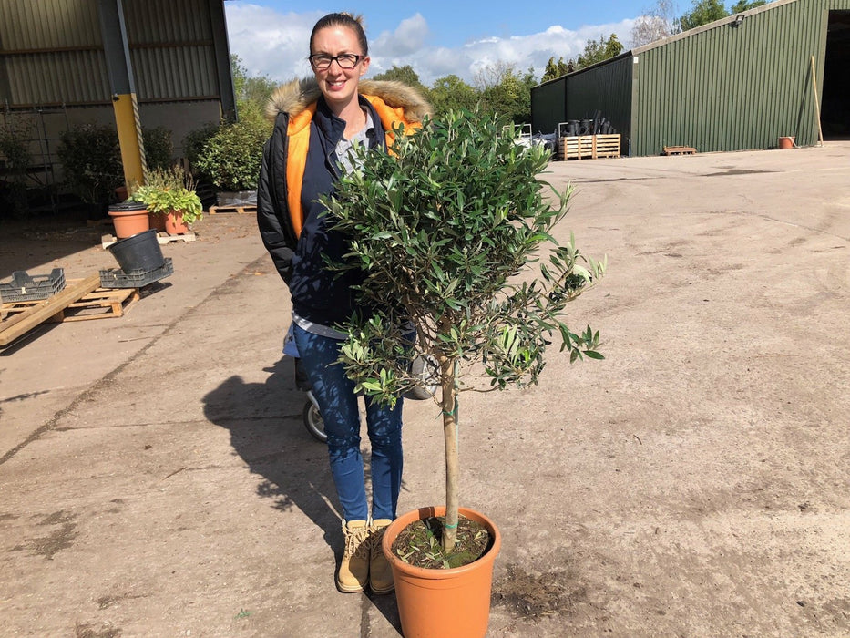 Olive Tree Quarter Standard 10 Litre Pot 40/50cm Stem