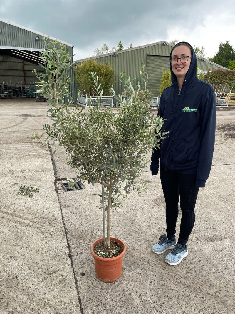 Olive Tree Quarter Standard 10 Litre Pot 40/50cm Stem