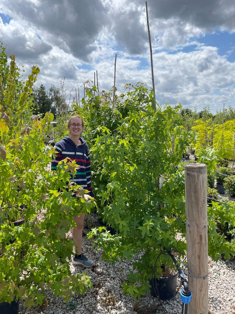 Liquidambar styraciflua 15 Litre Pot