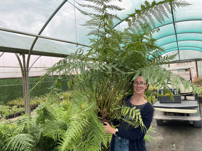Tree Fern Dicksonia Antarctica 5 Litre Pot