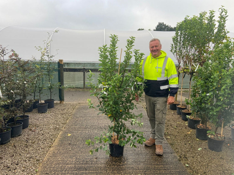 Amelanchier October Flame 10 Litre Pot