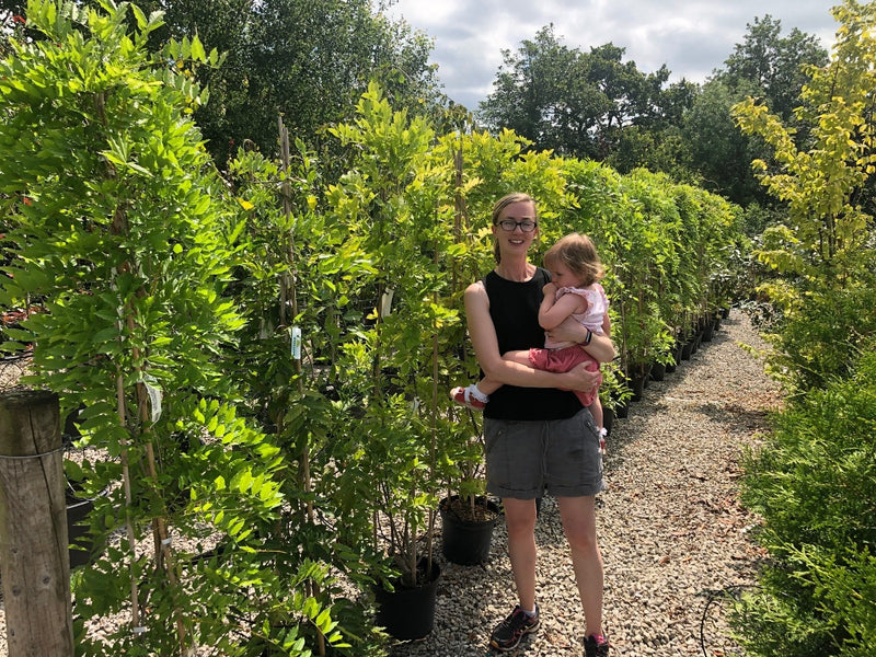 Wisteria Sinensis 15 Litre Pot 200cm