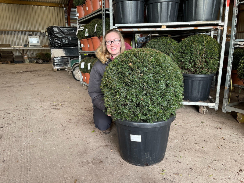 Yew Ball 110 Litre Pot 75cm