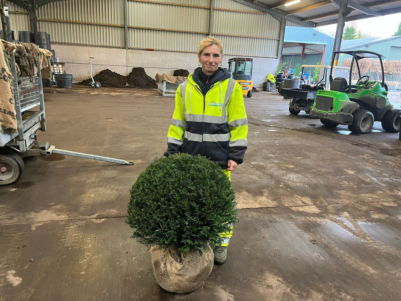 Yew Ball 110 Litre Pot 75cm