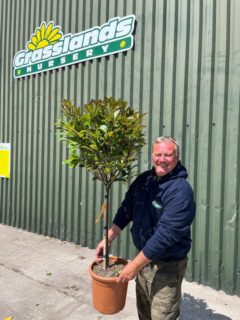 Photinia Red Robin 1/4 Std 15 Litre Pot