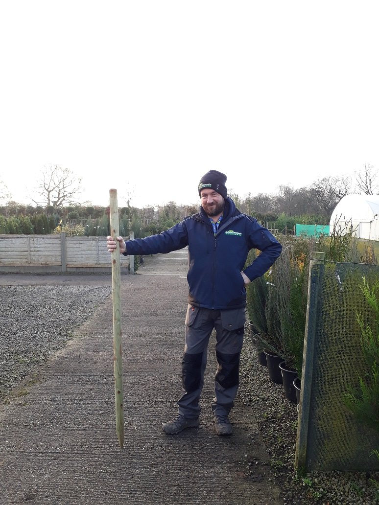 Tree Stake 165cm